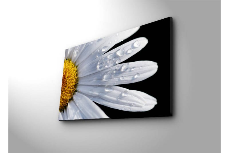 Canvastavla med LED-belysning 45x70 cm - Närbild av en prästkrage med droppar av vatten på bladen - Vit / Gul - Inredning - Tavlor & posters - Canvastavla