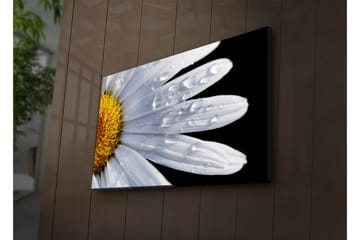 Canvastavla med LED-belysning 45x70 cm - Närbild av en prästkrage med droppar av vatten på bladen - Vit / Gul - Inredning - Tavlor & posters - Canvastavla