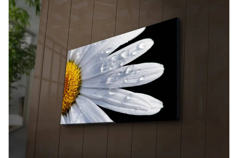 Canvastavla med LED-belysning 45x70 cm - Närbild av en prästkrage med droppar av vatten på bladen, Vit / Gul