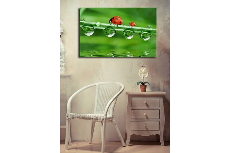 Canvastavla med LED-belysning 45x70 cm - Nyckelpigor på en grön gräslina med vattendroppar - Grön / Röd / Transparent - Inredning - Tavlor & posters - Canvastavla