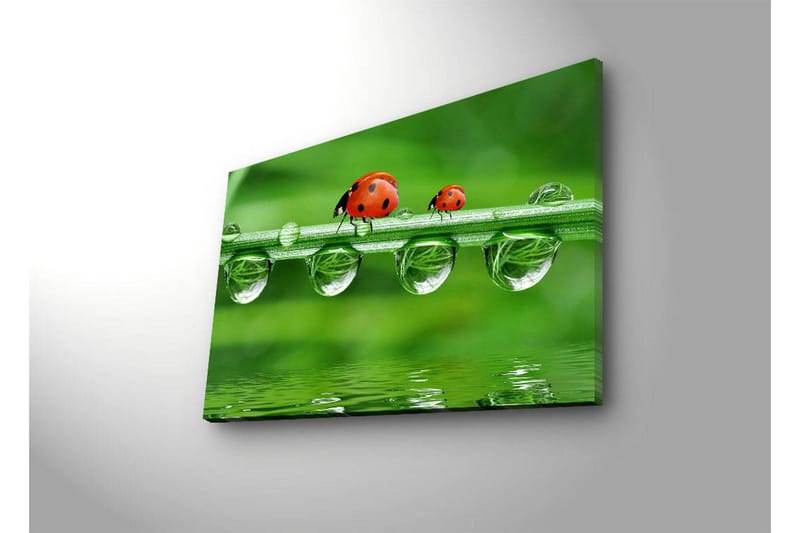 Canvastavla med LED-belysning 45x70 cm - Nyckelpigor på en grön gräslina med vattendroppar - Grön / Röd / Transparent - Inredning - Tavlor & posters - Canvastavla