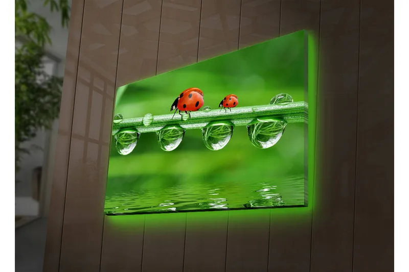 Canvastavla med LED-belysning 45x70 cm - Nyckelpigor på en grön gräslina med vattendroppar - Grön / Röd / Transparent - Inredning - Tavlor & posters - Canvastavla
