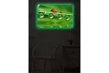 Canvastavla med LED-belysning 45x70 cm - Nyckelpigor på en grön gräslina med vattendroppar - Grön / Röd / Transparent - Inredning - Tavlor & posters - Canvastavla