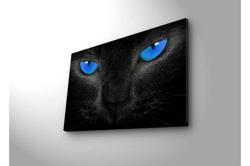 Canvastavla med LED-belysning 45x70 cm - Svart katt med intensiva blå ögon - Svart / Blå - Inredning - Tavlor & posters - Canvastavla