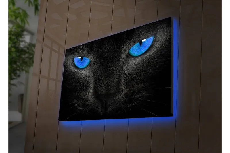 Canvastavla med LED-belysning 45x70 cm - Svart katt med intensiva blå ögon - Svart / Blå - Inredning - Tavlor & posters - Canvastavla