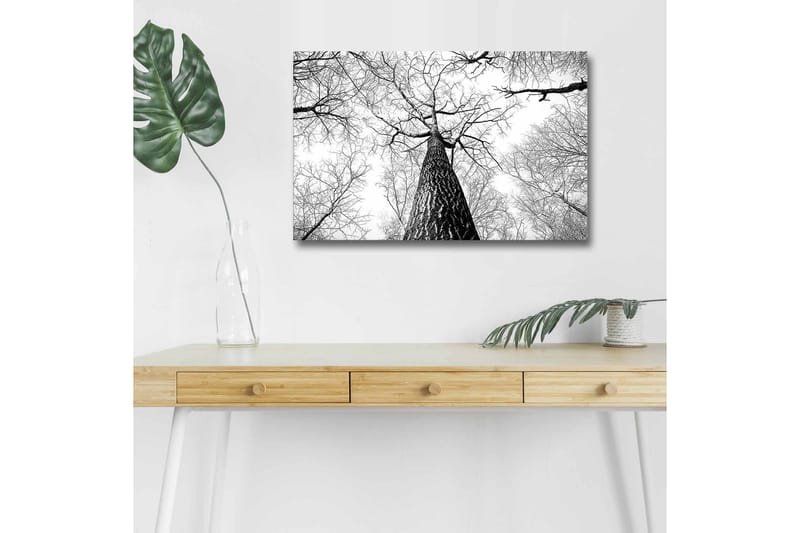 Canvastavla med LED-belysning - Högt perspektiv av en tall med grenar som sträcker sig mot himlen - Svart / Vitt - Inredning - Tavlor & posters - Canvastavla