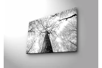 Canvastavla med LED-belysning - Högt perspektiv av en tall med grenar som sträcker sig mot himlen - Svart / Vitt - Inredning - Tavlor & posters - Canvastavla
