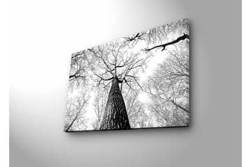Canvastavla med LED-belysning - Högt perspektiv av en tall med grenar som sträcker sig mot himlen - Svart / Vitt - Inredning - Tavlor & posters - Canvastavla