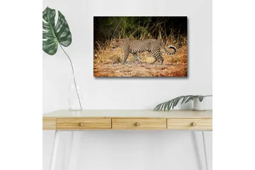 Canvastavla med LED-belysning - Leopard som smyger genom det torra gräset - Guldbrun / Svart / Vit - Inredning - Tavlor & posters - Canvastavla