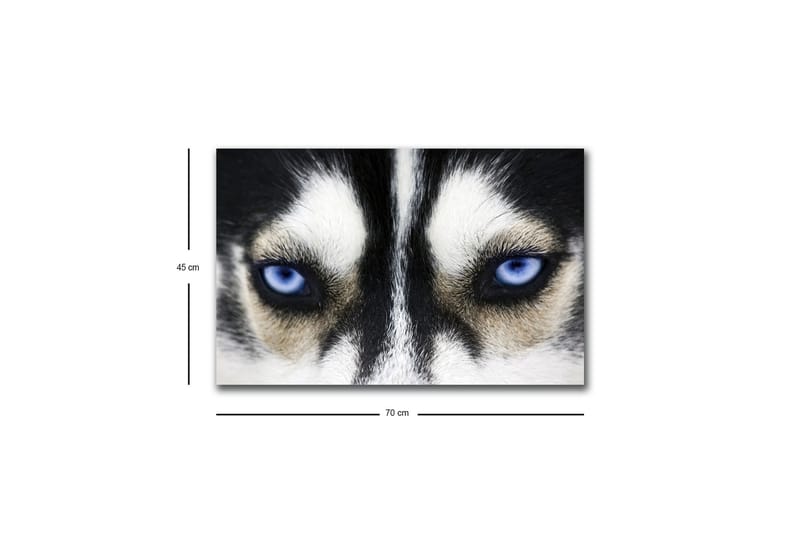 Canvastavla med LED-belysning - Närbild av en hund med intensiva blå ögon - Svart / Vit / Blå - Inredning - Tavlor & posters - Canvastavla