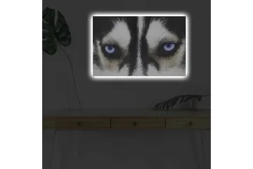 Canvastavla med LED-belysning - Närbild av en hund med intensiva blå ögon - Svart / Vit / Blå - Inredning - Tavlor & posters - Canvastavla