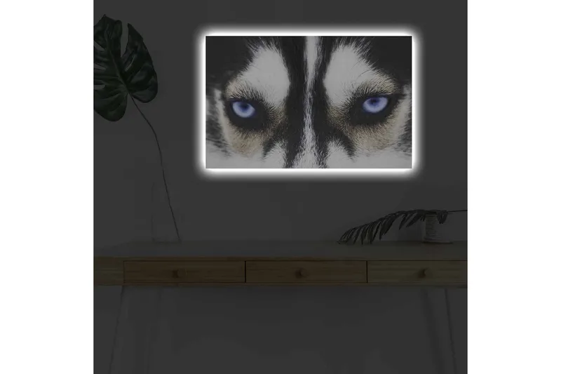 Canvastavla med LED-belysning - Närbild av en hund med intensiva blå ögon - Svart / Vit / Blå - Inredning - Tavlor & posters - Canvastavla
