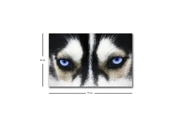Canvastavla med LED-belysning - Närbild av en hund med intensiva blå ögon - Svart / Vit / Blå - Inredning - Tavlor & posters - Canvastavla