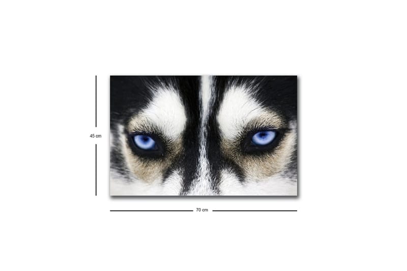 Canvastavla med LED-belysning - Närbild av en hund med intensiva blå ögon - Svart / Vit / Blå - Inredning - Tavlor & posters - Canvastavla