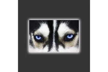 Canvastavla med LED-belysning - Närbild av en hund med intensiva blå ögon - Svart / Vit / Blå - Inredning - Tavlor & posters - Canvastavla