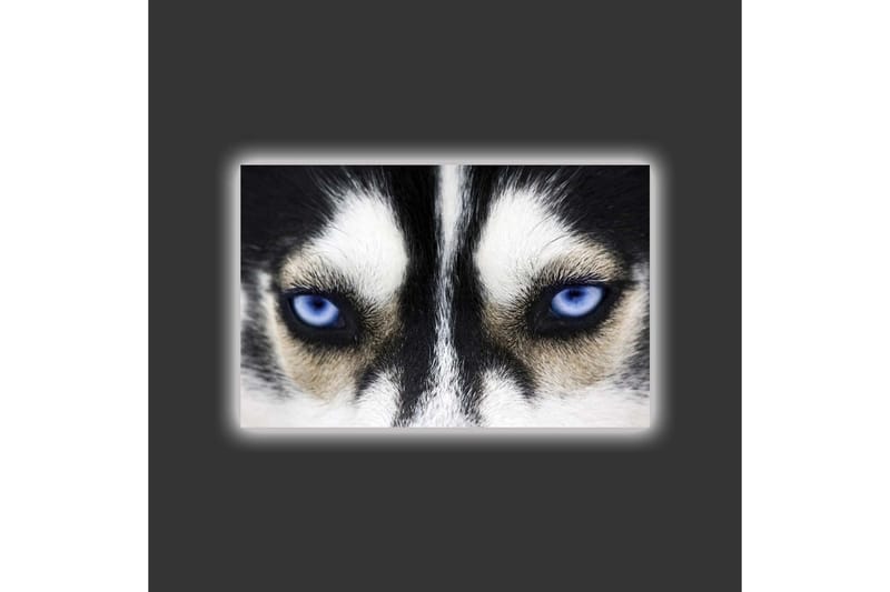 Canvastavla med LED-belysning - Närbild av en hund med intensiva blå ögon - Svart / Vit / Blå - Inredning - Tavlor & posters - Canvastavla