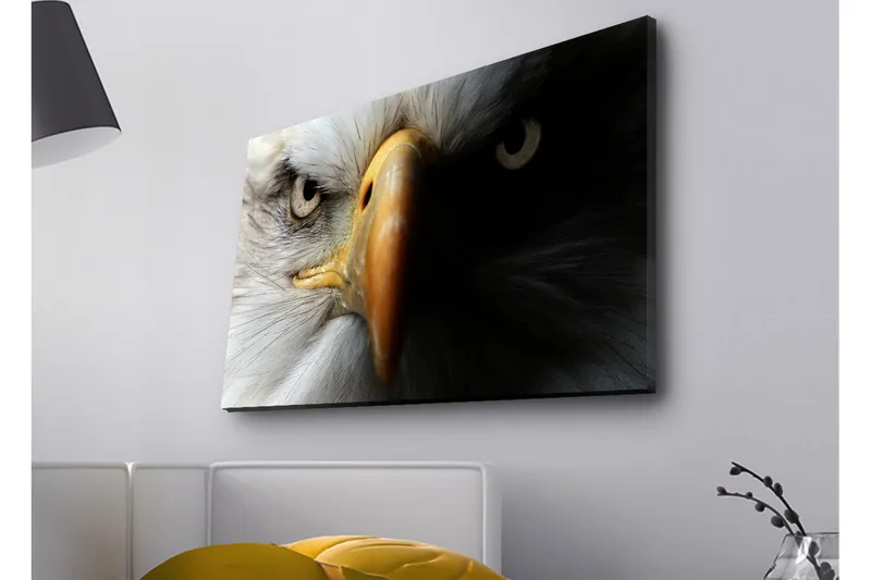 Canvastavla med LED-belysning - Närbild av en majestätisk örn med intensiva ögon, Vit / Svart / Orange