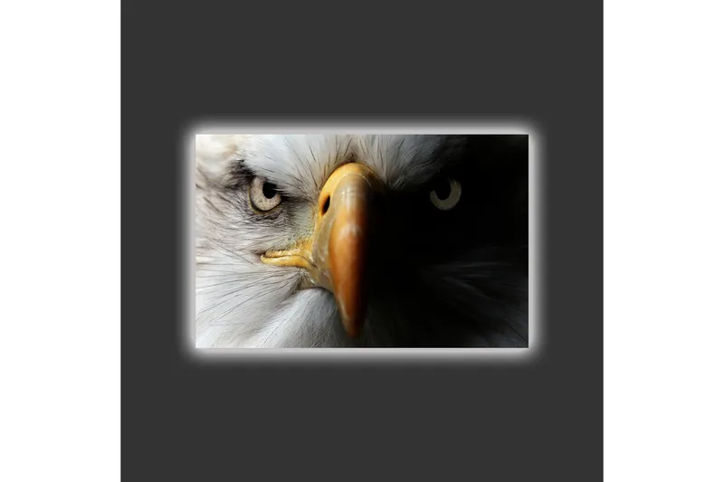 Canvastavla med LED-belysning - Närbild av en majestätisk örn med intensiva ögon - Vit / Svart / Orange - Inredning - Tavlor & posters - Canvastavla