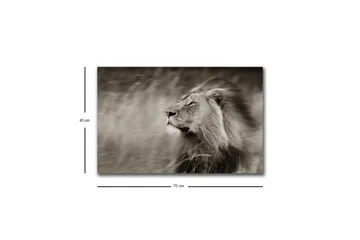 Canvastavla med LED-belysning - Ståtlig lejonprofil i svartvitt - Svart / Grå - Inredning - Tavlor & posters - Canvastavla