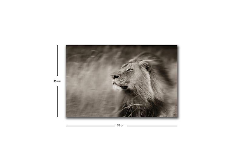 Canvastavla med LED-belysning - Ståtlig lejonprofil i svartvitt - Svart / Grå - Inredning - Tavlor & posters - Canvastavla