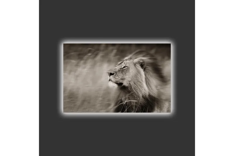 Canvastavla med LED-belysning - Ståtlig lejonprofil i svartvitt - Svart / Grå - Inredning - Tavlor & posters - Canvastavla