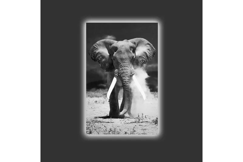 Canvastavla med LED-belysning - Storslagen elefant i svartvitt - Svart / Vitt - Inredning - Tavlor & posters - Canvastavla