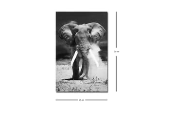Canvastavla med LED-belysning - Storslagen elefant i svartvitt - Svart / Vitt - Inredning - Tavlor & posters - Canvastavla