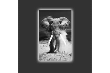 Canvastavla med LED-belysning - Storslagen elefant i svartvitt - Svart / Vitt - Inredning - Tavlor & posters - Canvastavla