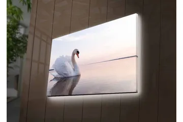 Canvastavla med LED-belysning - Svart svan som simmar i stilla vatten - Vit / Grå / Ljusblå - Inredning - Tavlor & posters - Canvastavla