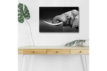 Canvastavla med LED-belysning - Svartvit elefant med hängande betar - Svart / Grå - Inredning - Tavlor & posters - Canvastavla