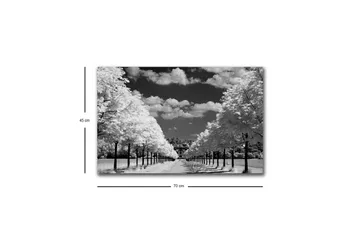 Canvastavla med LED-belysning - Svartvit landskapsbild med trädallé och hus i bakgrunden - Svart / Vitt / Grått - Inredning - Tavlor & posters - Canvastavla