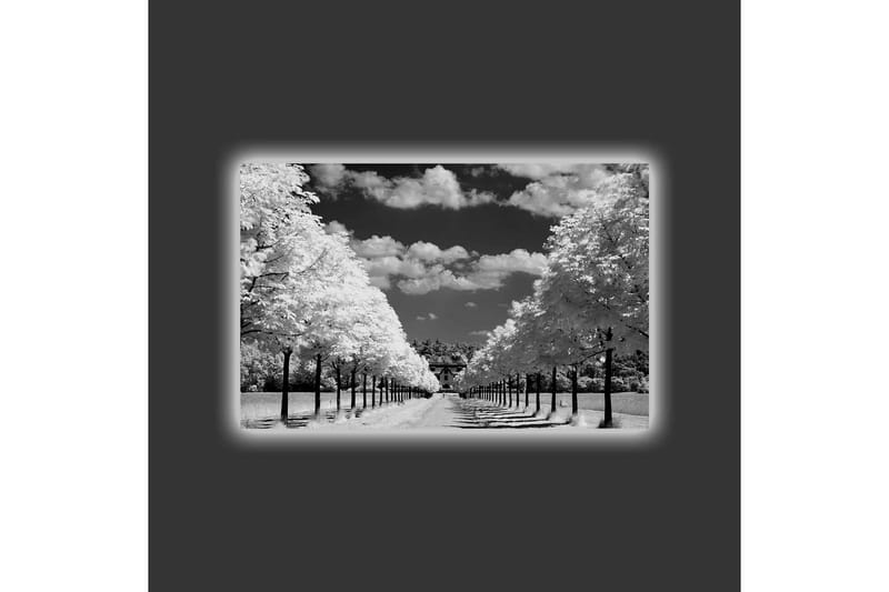 Canvastavla med LED-belysning - Svartvit landskapsbild med trädallé och hus i bakgrunden - Svart / Vitt / Grått - Inredning - Tavlor & posters - Canvastavla