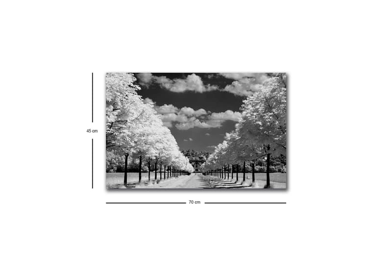 Canvastavla med LED-belysning - Svartvit landskapsbild med trädallé och hus i bakgrunden - Svart / Vitt / Grått - Inredning - Tavlor & posters - Canvastavla