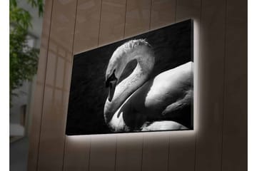 Canvastavla med LED-belysning - Svartvit svan i elegant pose - Svart / Vit - Inredning - Tavlor & posters - Canvastavla