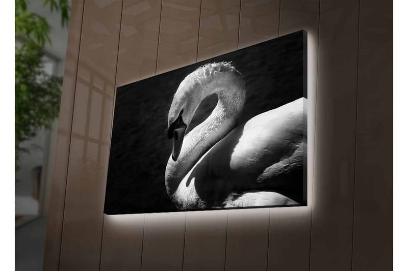 Canvastavla med LED-belysning - Svartvit svan i elegant pose - Svart / Vit - Inredning - Tavlor & posters - Canvastavla