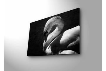 Canvastavla med LED-belysning - Svartvit svan i elegant pose - Svart / Vit - Inredning - Tavlor & posters - Canvastavla