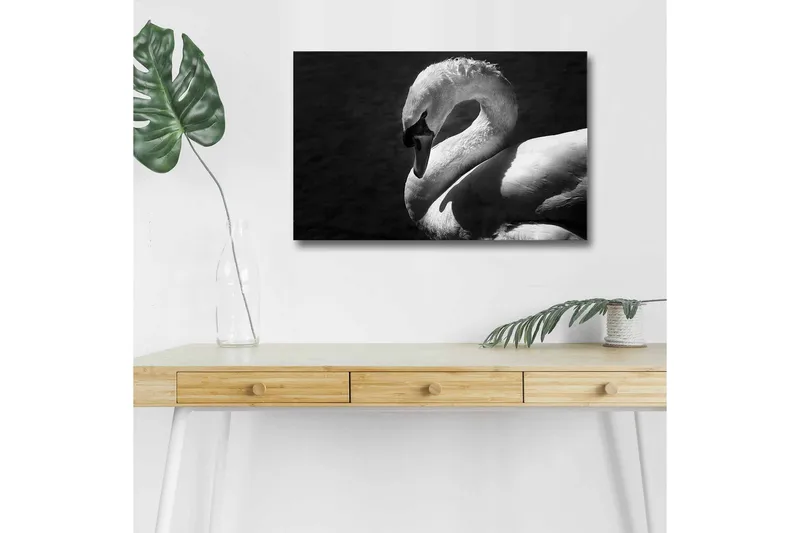 Canvastavla med LED-belysning - Svartvit svan i elegant pose, Svart / Vit