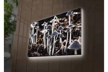 Canvastavla med LED-belysning - Svartvita svampar i en naturlig miljö - Svart / Vit / Grå - Inredning - Tavlor & posters - Canvastavla