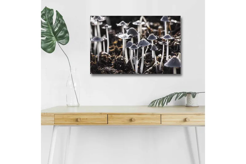 Canvastavla med LED-belysning - Svartvita svampar i en naturlig miljö - Svart / Vit / Grå - Inredning - Tavlor & posters - Canvastavla