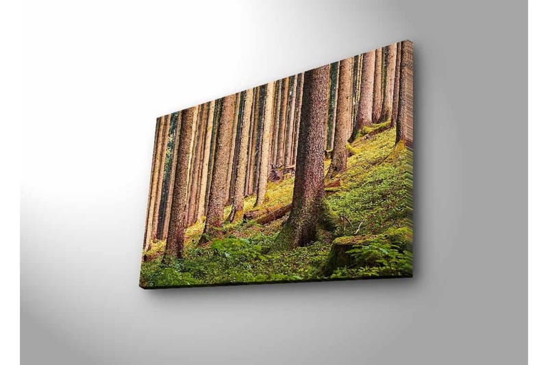 Canvastavla med LED-belysning - Tyst skog med höga träd och frodig grönska - Grön / Brun / Beige - Inredning - Tavlor & posters - Canvastavla