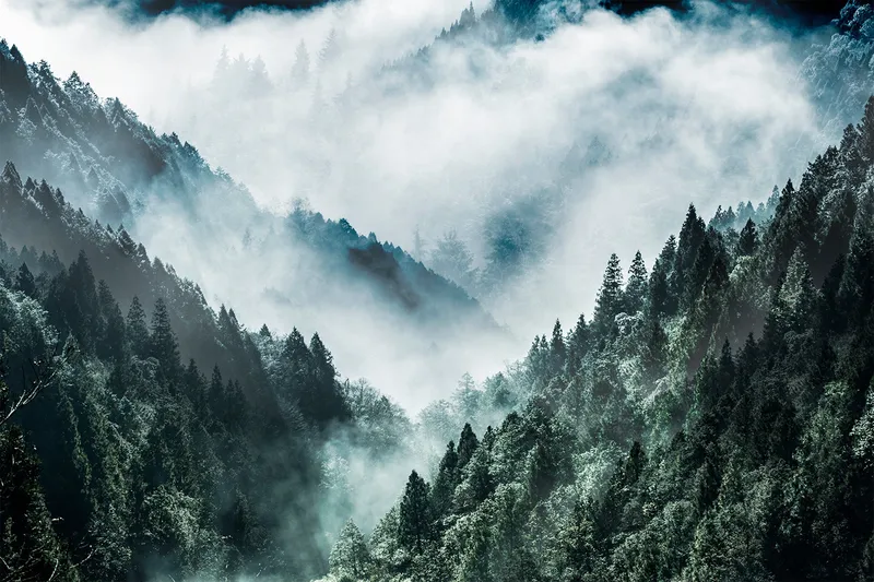 Canvastavla MistyForest, 80x120 cm