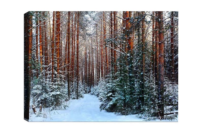 Canvastavla - Snötäckt skog med höga, raka tallar, Grön / Brun / Vit