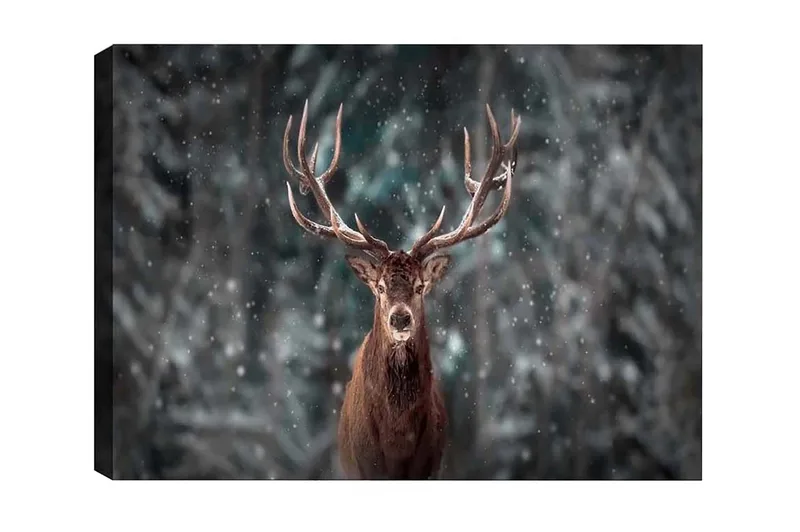 Canvastavla - Ståtlig älg med imponerande horn i snöig skogsmiljö, Brun / Grå / Vit
