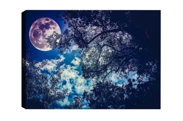 Canvastavla - Storslagen måne som lyser över en natthimmel med trädtoppar i silhuett - Mörkblå / Ljusblå / Vit - Inredning - Tavlor & posters - Canvastavla