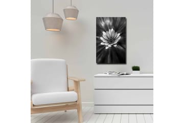 Canvastavla - Svartvit blomma med strålar av ljus som skapar en dramatisk effekt - Svart / Vit / Grå - Inredning - Tavlor & posters - Canvastavla