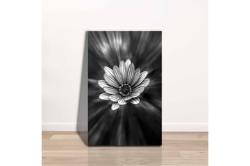 Canvastavla - Svartvit blomma med strålar av ljus som skapar en dramatisk effekt - Svart / Vit / Grå - Inredning - Tavlor & posters - Canvastavla