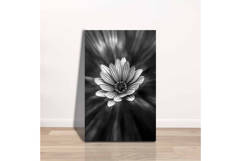 Canvastavla - Svartvit blomma med strålar av ljus som skapar en dramatisk effekt - Svart / Vit / Grå - Inredning - Tavlor & posters - Canvastavla