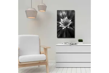 Canvastavla - Svartvit blomma med strålar av ljus som skapar en dramatisk effekt - Svart / Vit / Grå - Inredning - Tavlor & posters - Canvastavla