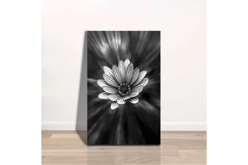 Canvastavla - Svartvit blomma med strålar av ljus som skapar en dramatisk effekt - Svart / Vit / Grå - Inredning - Tavlor & posters - Canvastavla