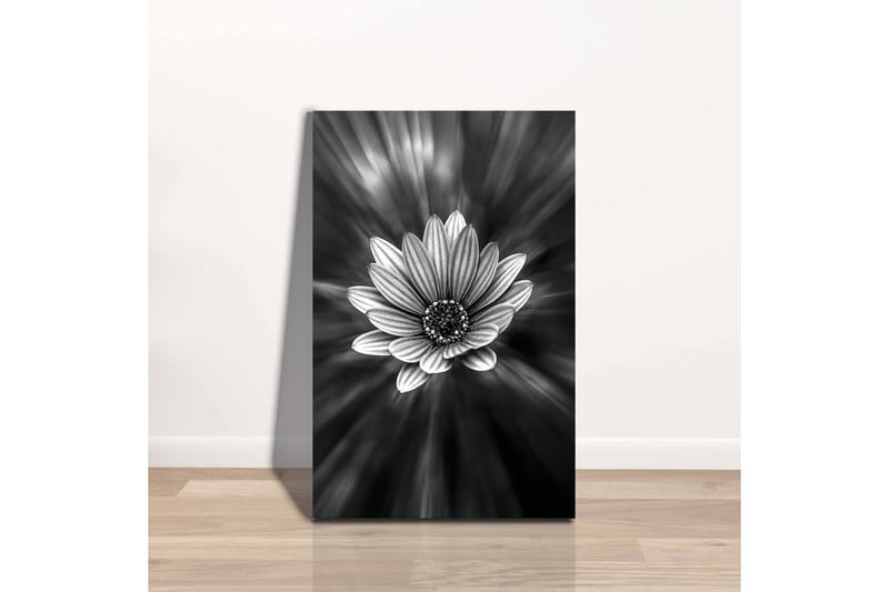 Canvastavla - Svartvit blomma med strålar av ljus som skapar en dramatisk effekt - Svart / Vit / Grå - Inredning - Tavlor & posters - Canvastavla